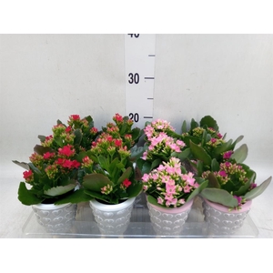 Kalanchoe   ...