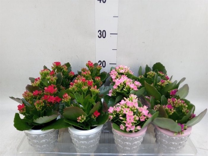 <h4>Kalanchoe   ...</h4>