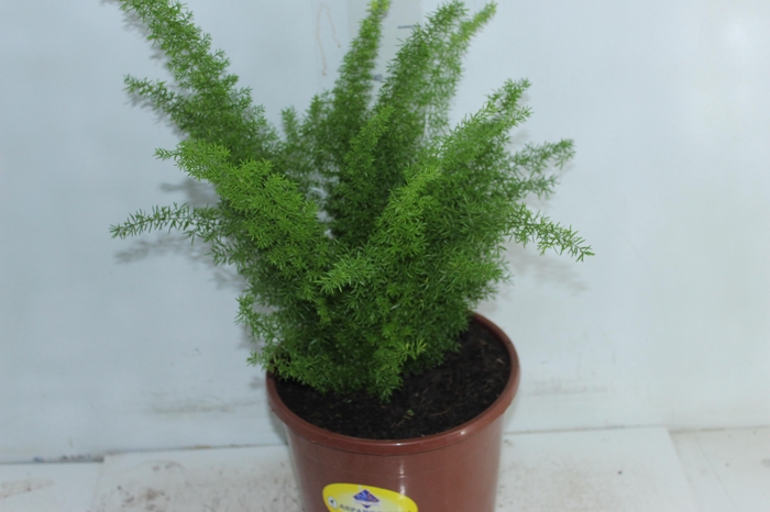 <h4>ASPARGO REAL P23</h4>