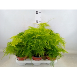 Asparagus setaceus