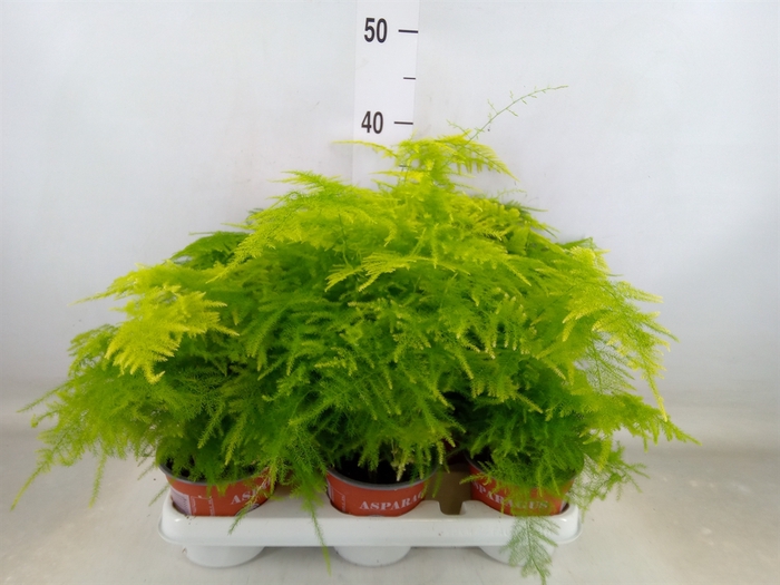 <h4>Asparagus setaceus</h4>