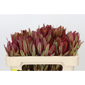 Leucadendron Jester Spray
