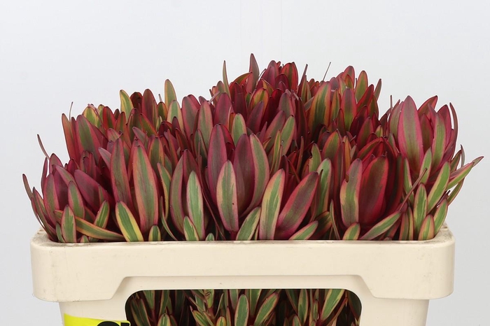 <h4>Leucadendron Jester Spray</h4>