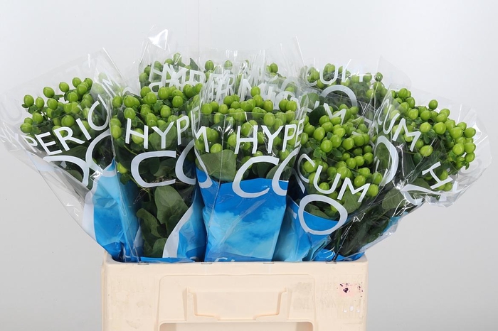 <h4>Hyp Coco Bamboo</h4>