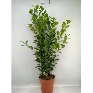 Ficus microcarpa 'Moclame'