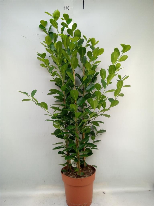 <h4>Ficus microcarpa 'Moclame'</h4>