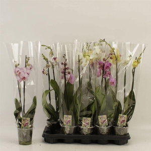PHAL GEM