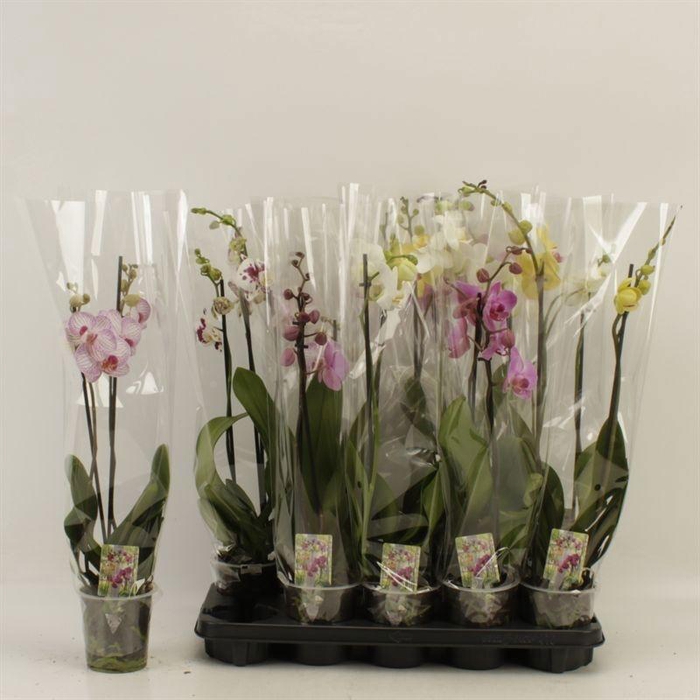 <h4>PHAL GEM</h4>