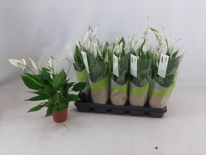 <h4>SPATH TORELLI</h4>