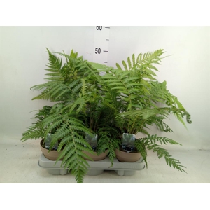 Dicksonia antarctica