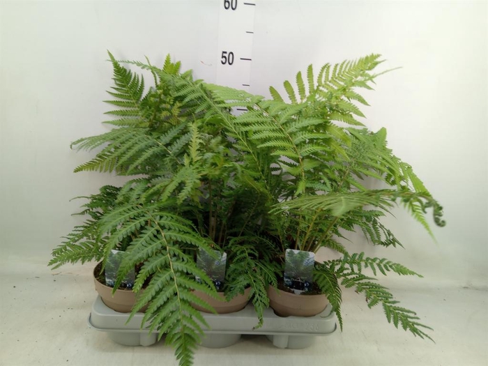 <h4>Dicksonia antarctica</h4>