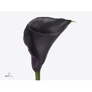 Calla Beretta