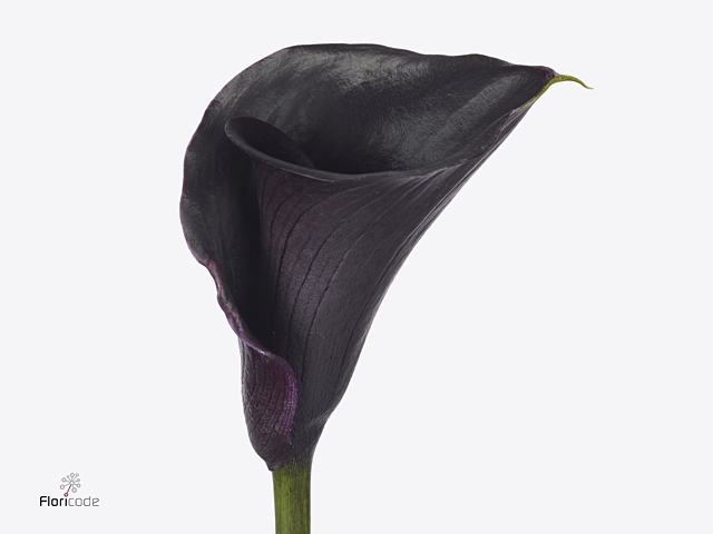 <h4>Calla Beretta</h4>