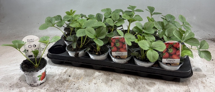 <h4>FRAG ELSANTA</h4>