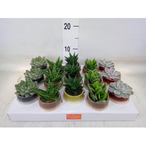 Succulents   ...mix 5