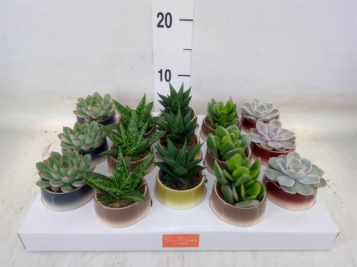 <h4>Succulents   ...mix 5</h4>