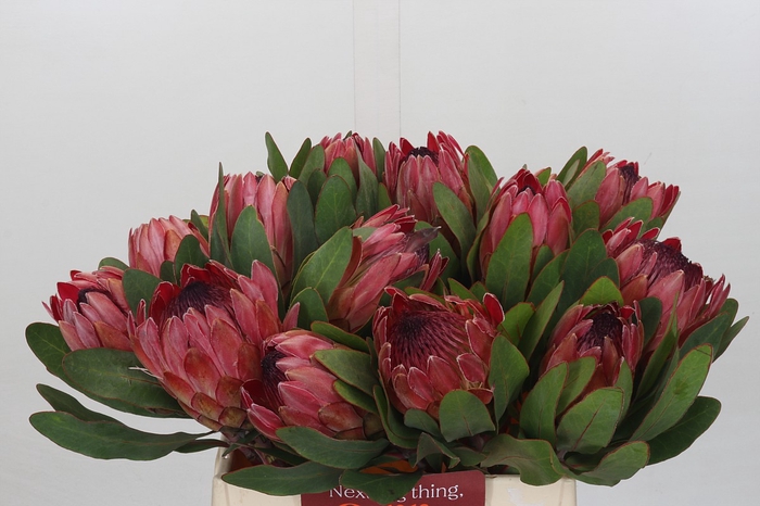 <h4>Protea Silvia</h4>