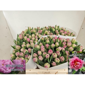 TU FR POLDER PINK