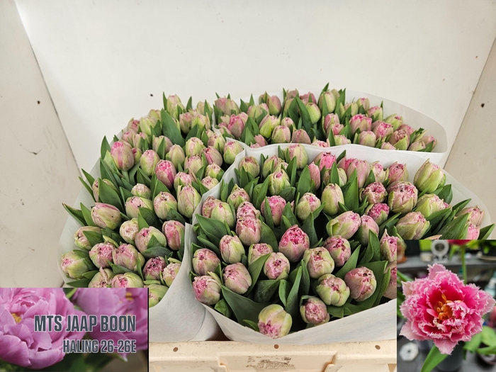<h4>TU FR POLDER PINK</h4>