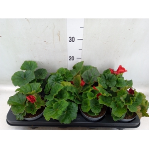 Begonia tuber. 'Fortune ScarletRed'