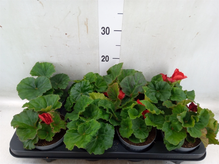 <h4>Begonia tuber. 'Fortune ScarletRed'</h4>