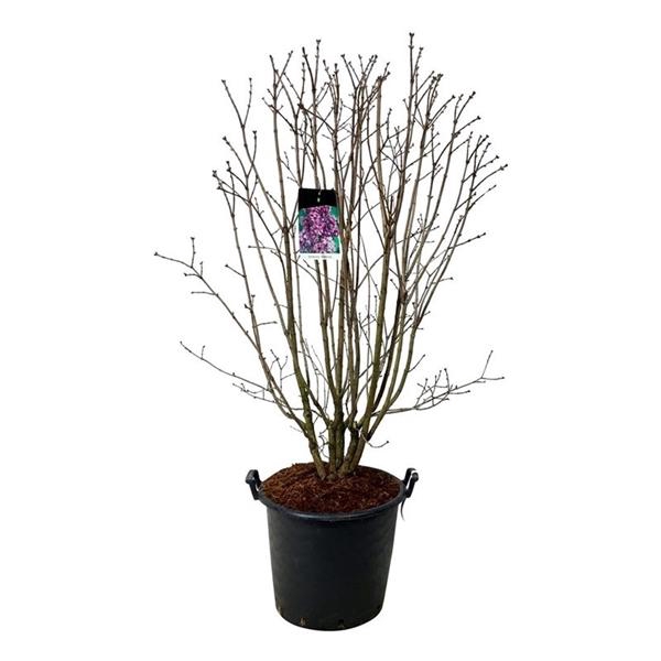 <h4>Syringa v. 'Charles Joly'</h4>