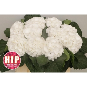 HYDR M SCHNEEBALL