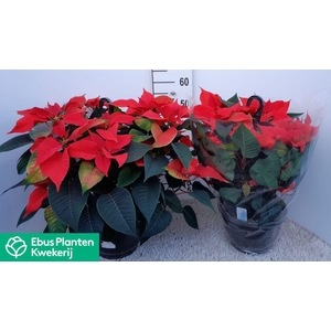 EUPHOR PULCHERRIM OV