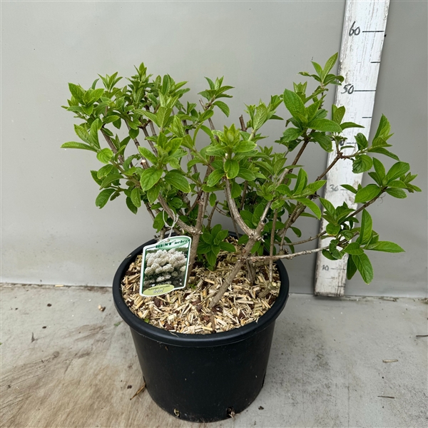 Hydrangea paniculata Bobo p30 / 12 ltr