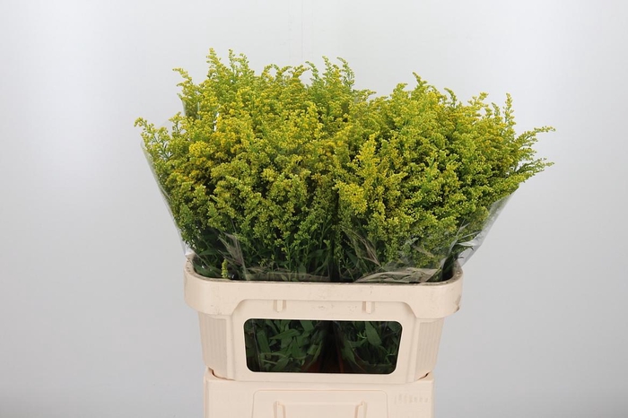 <h4>Soli Tara Gold</h4>