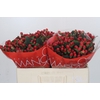 Hypericum True Romance