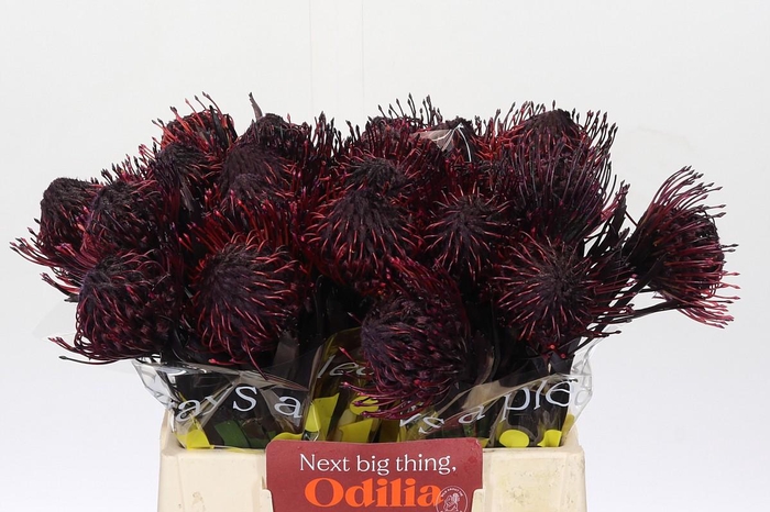 <h4>Nutans Painted Aubergine</h4>