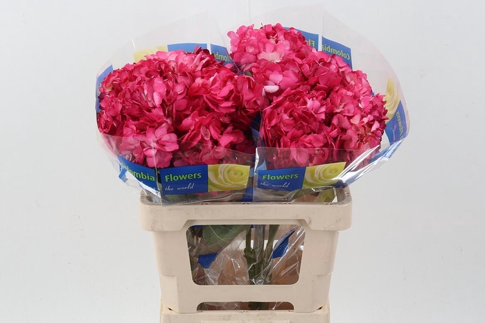 <h4>Hydr Wild Berry</h4>