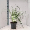 Cortaderia selloana