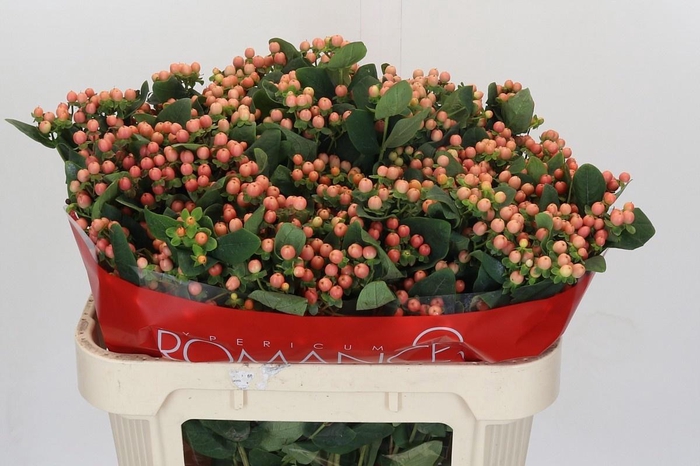 <h4>HYP MELLOW ROMANCE</h4>