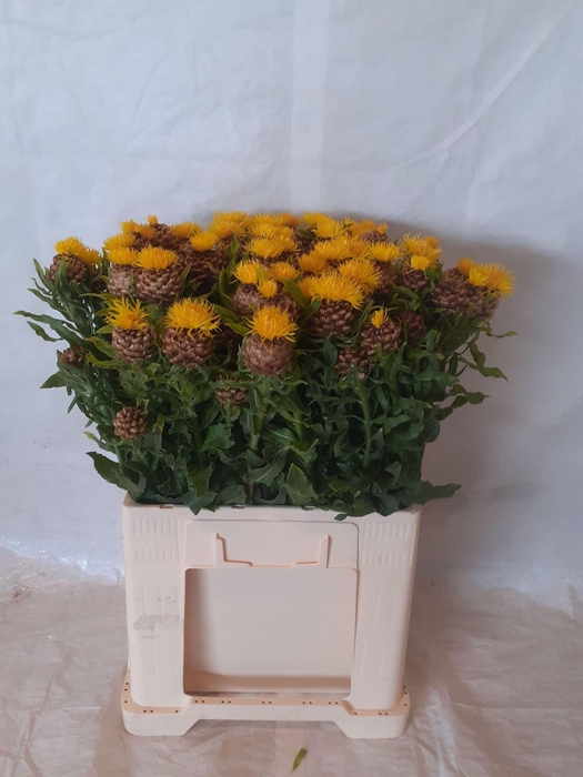 <h4>CENTAUREA MACROCEPHALA</h4>