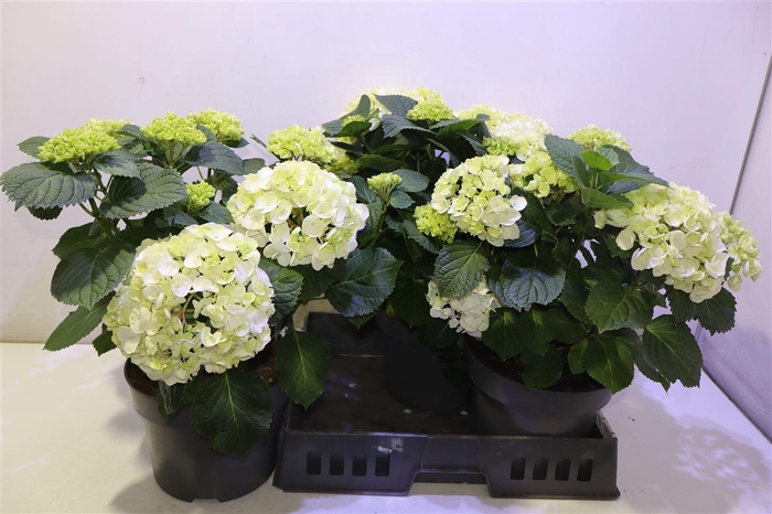 <h4>Hydr M Crystal Palac</h4>