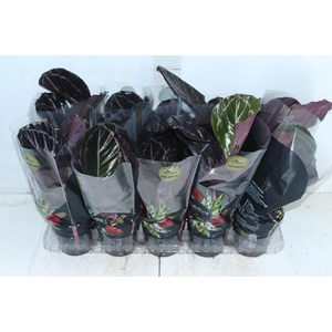 CALATHEA SURPRISE STAR P12