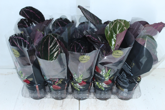 <h4>CALATHEA SURPRISE STAR P12</h4>