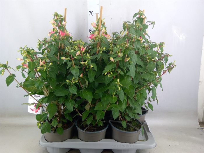 <h4>Fuchsia  'Walz Jubelteen'</h4>