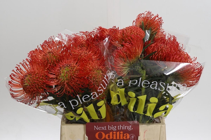 <h4>Nutans Succession</h4>