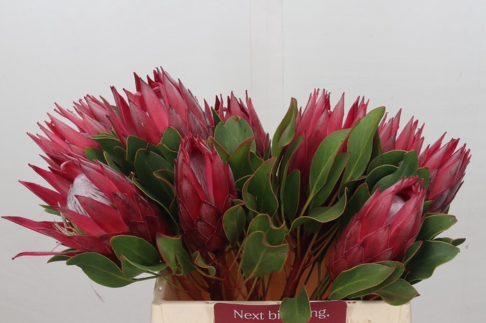 Protea Cynaroides Madiba