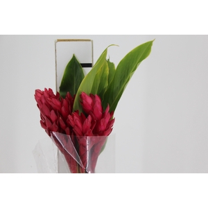ALPINIA PURPURATA VERMELHA