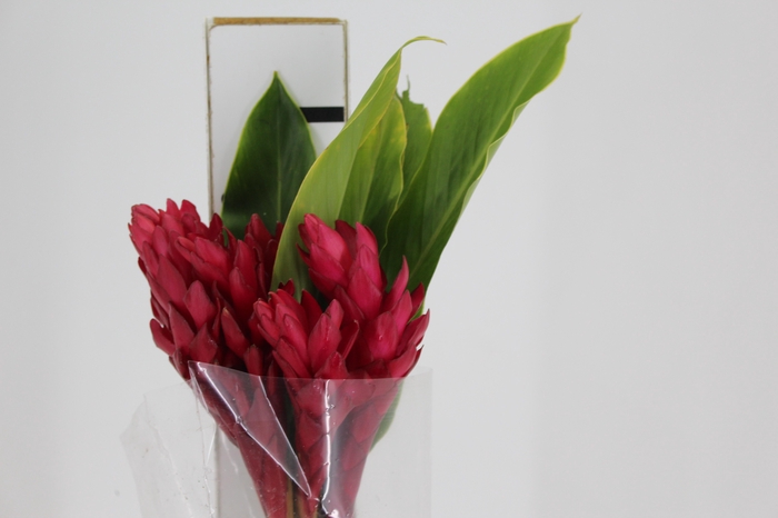 <h4>ALPINIA PURPURATA VERMELHA</h4>
