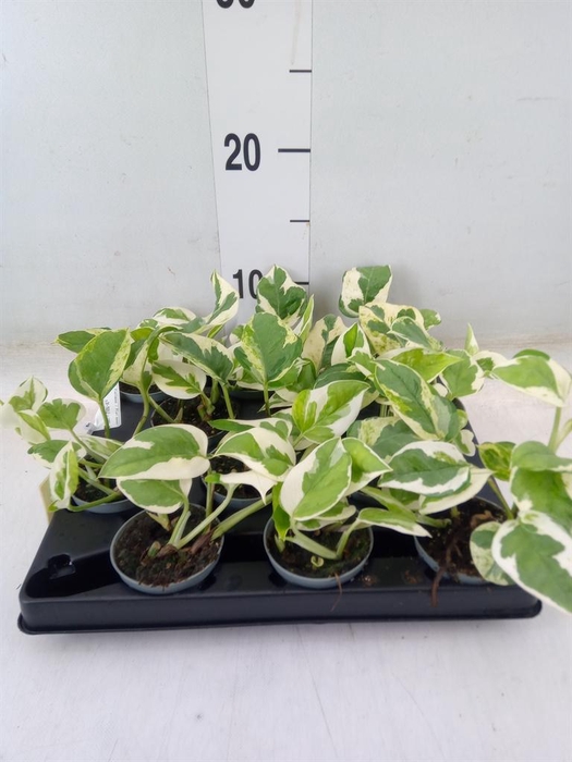 <h4>Epipremnum   ...</h4>