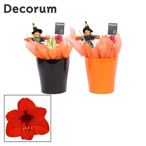 Hipp 2 bl Red Amy Halloween
