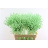 Allium Kbh Lime Cream P St