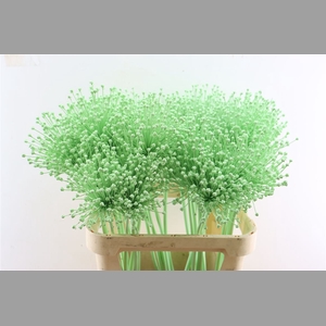 Allium Kbh Lime Cream