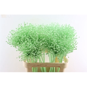 Allium Kbh Lime Cream