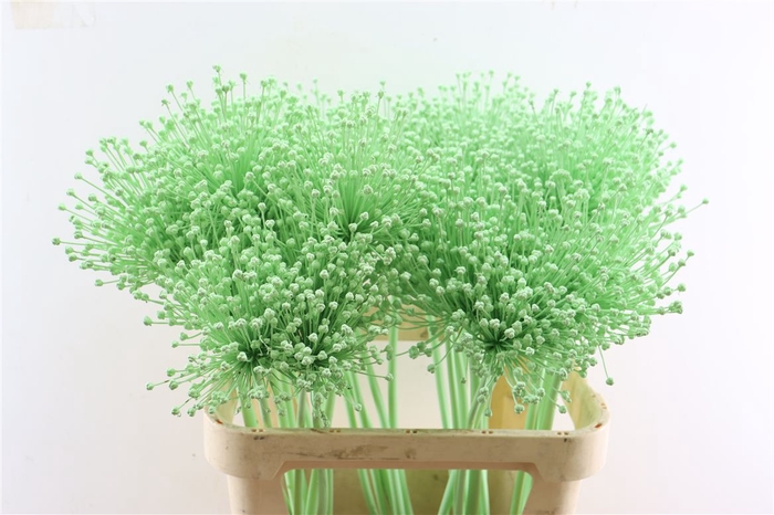 <h4>Allium Kbh Lime Cream</h4>